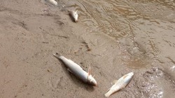 Массовую гибель рыбы обнаружили в реке Куме на Ставрополье
